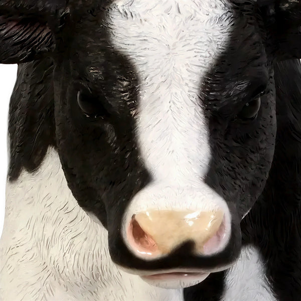 New Born Calf