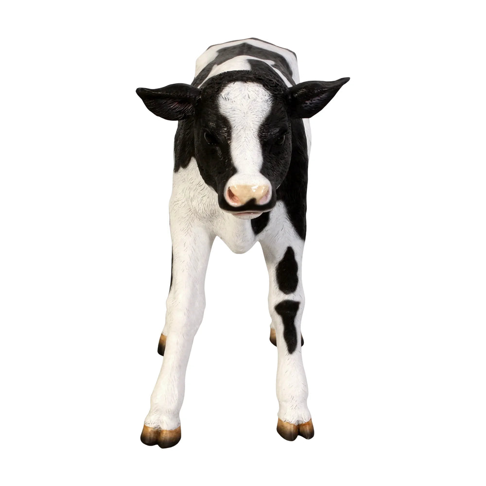 New Born Calf