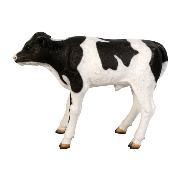 New Born Calf