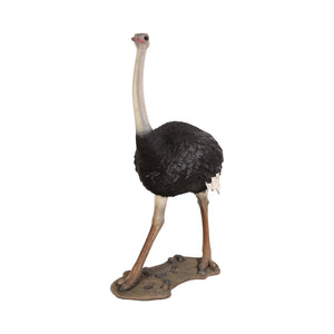 Ostrich