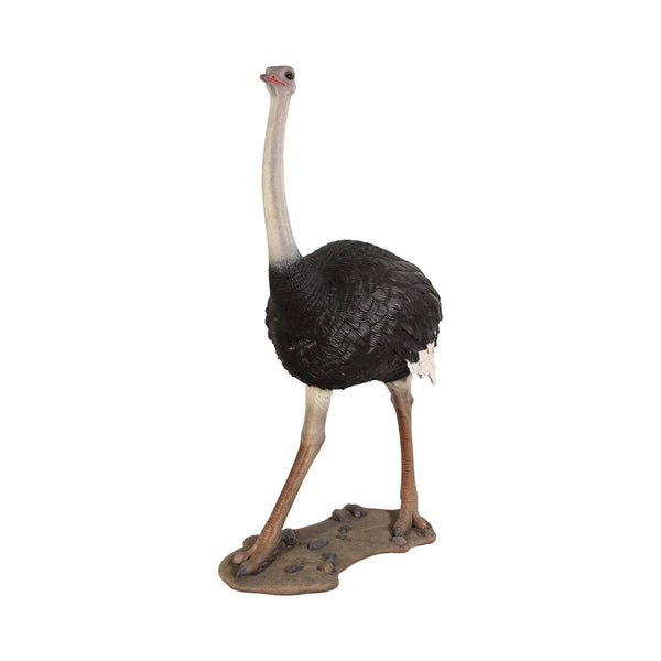 Ostrich