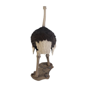 Ostrich
