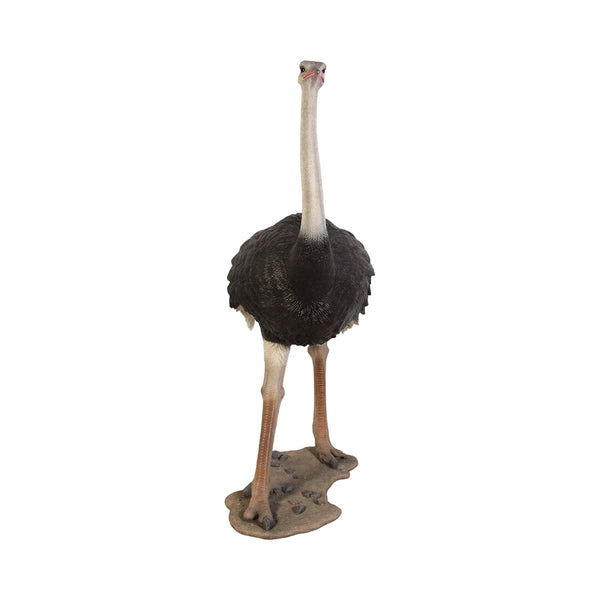 Ostrich