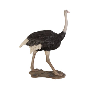 Ostrich
