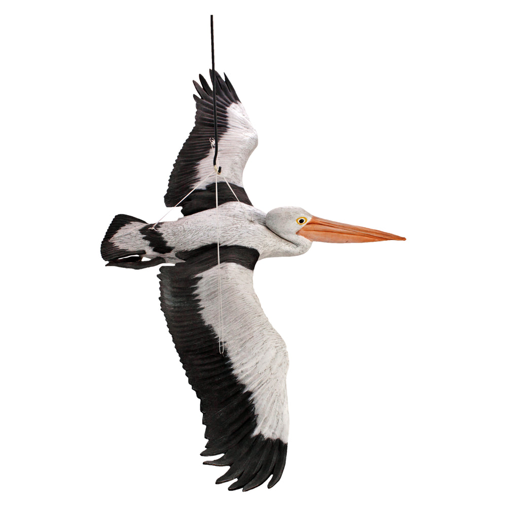 Pelican Flying (Not in Aus)