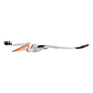 Pelican Flying (Not in Aus)