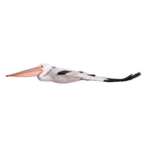 Pelican Flying (Not in Aus)