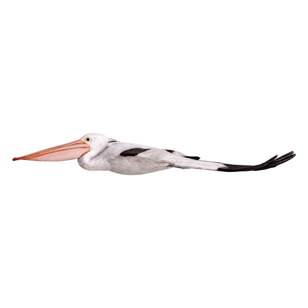 Pelican Flying (Not in Aus)