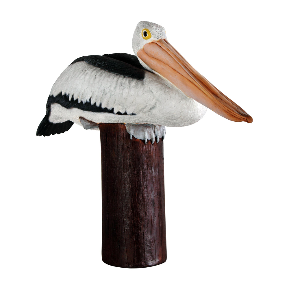 Pelican on Post (Not in Aus)