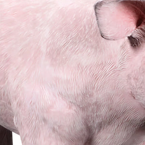 Pig 100cm  (not in UK)