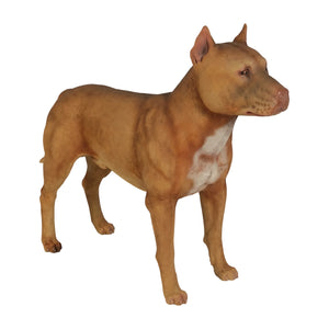 Pitbull (not in Aus)