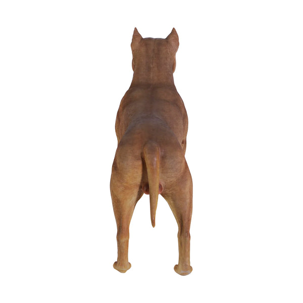 Pitbull (not in Aus)