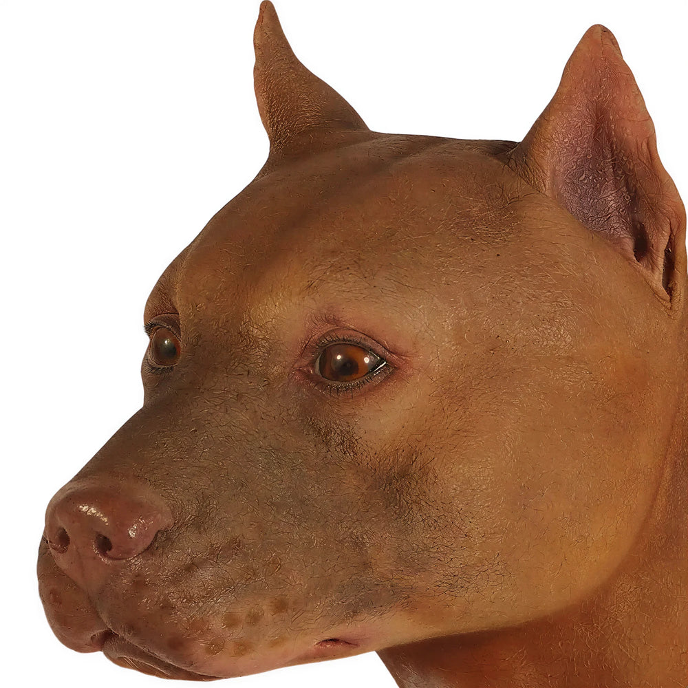 Pitbull (not in Aus)