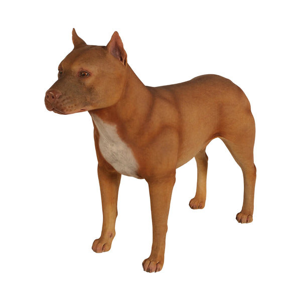 Pitbull (not in Aus)