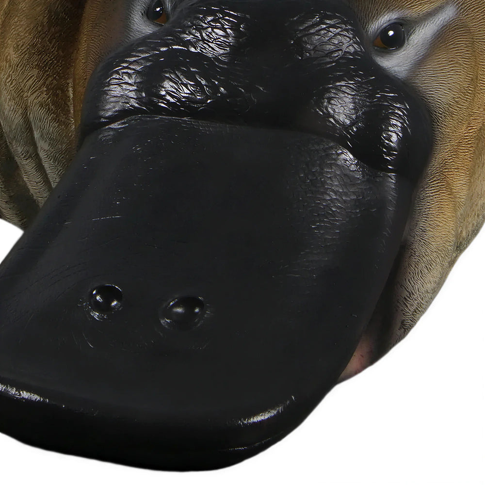 Platypus 2.5 meter (Not in AUS)