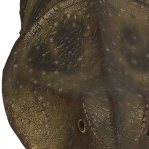 Protoceratops (Not In Usa)