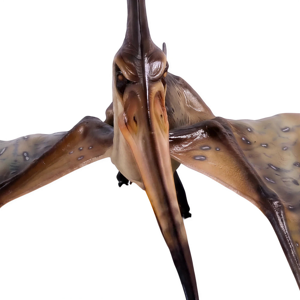 Pteranodon Ingens (Not In Aus)
