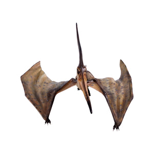 Pteranodon Ingens (Not In Aus)