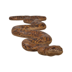 Python (Not in Aus)