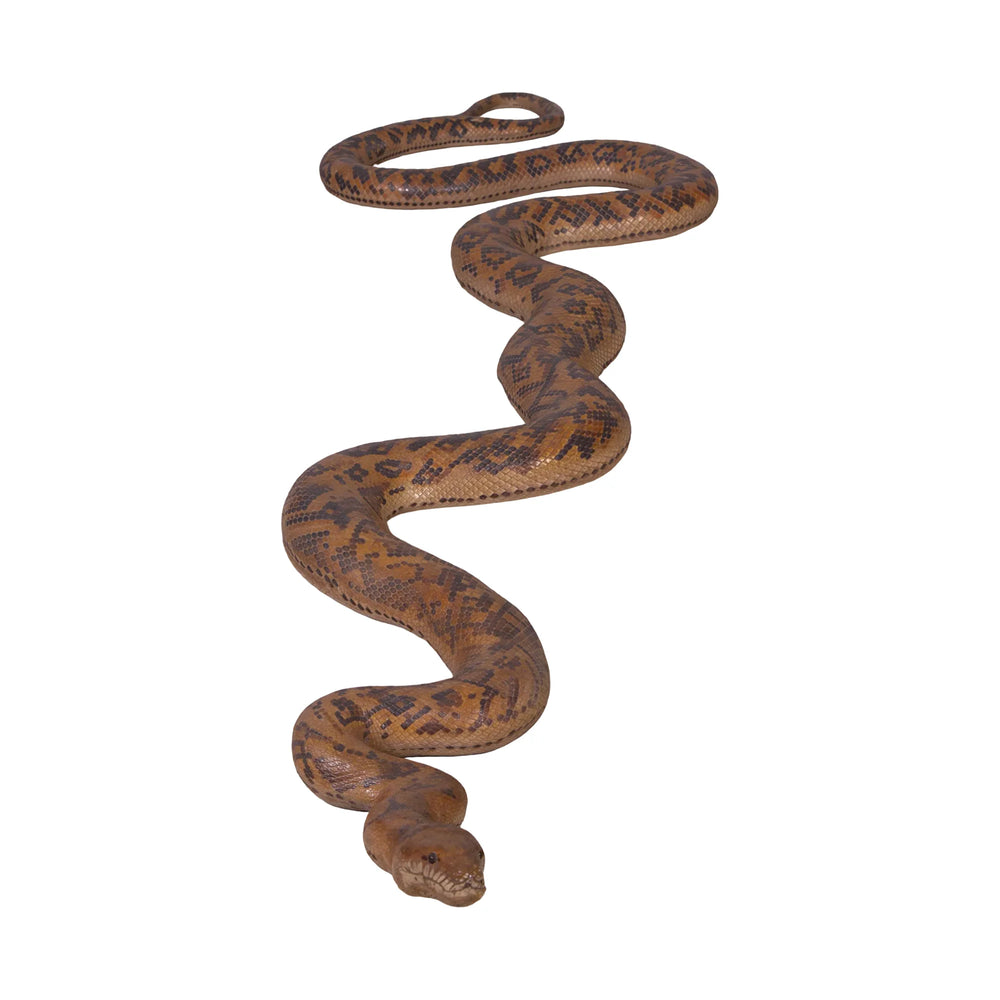 Python (Not in Aus)