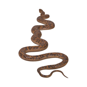 Python (Not in Aus)