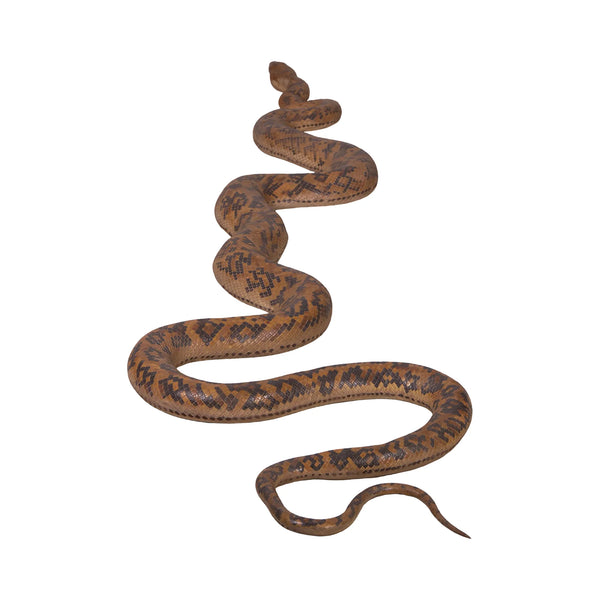 Python (Not in Aus)