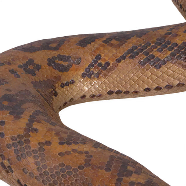 Python (Not in Aus)