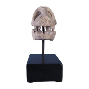 Raptor Skull On Base