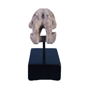 Raptor Skull On Base