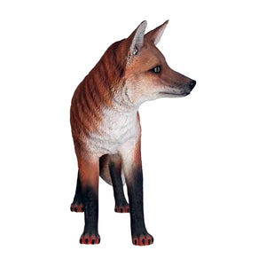 Red Fox