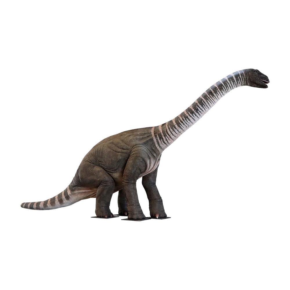 Rhoetosaurus Brownei - Lifesize (Not In Aus)