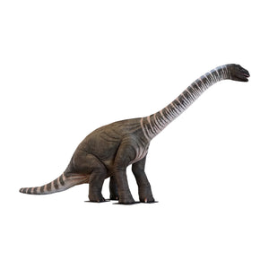 Rhoetosaurus Brownei - Lifesize (Not In Aus)