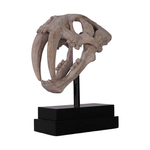 Saber Toothed Tiger Skull On Base