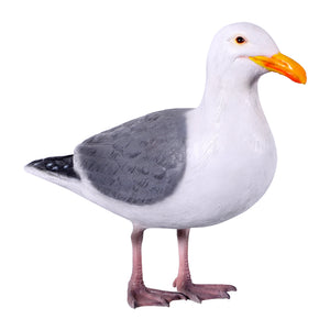 Seagull
