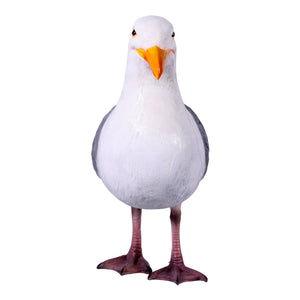 Seagull