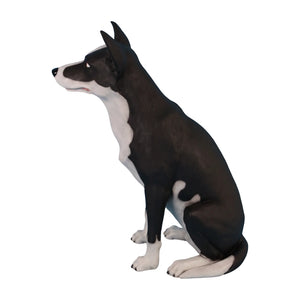 Sheep-dog (Not in Aus)