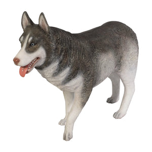 Siberian Husky (not in USA/Canada)