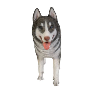 Siberian Husky (not in USA/Canada)