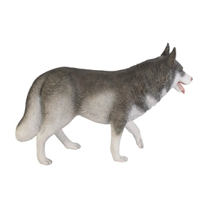Siberian Husky (not in USA/Canada)