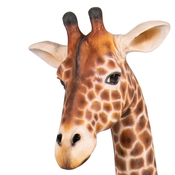 Sitting Giraffe