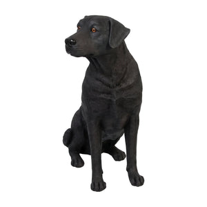 Sitting Labrador