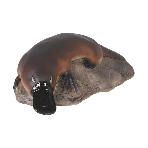 Small Platypus on Rock