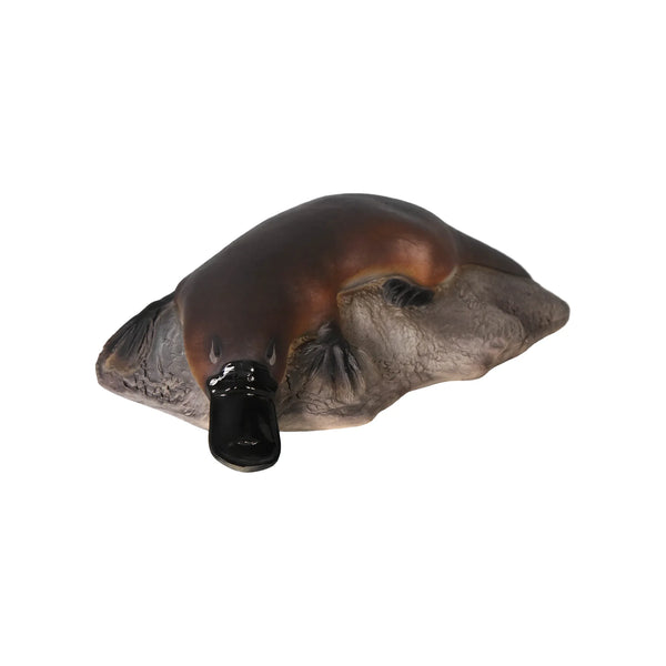 Small Platypus on Rock