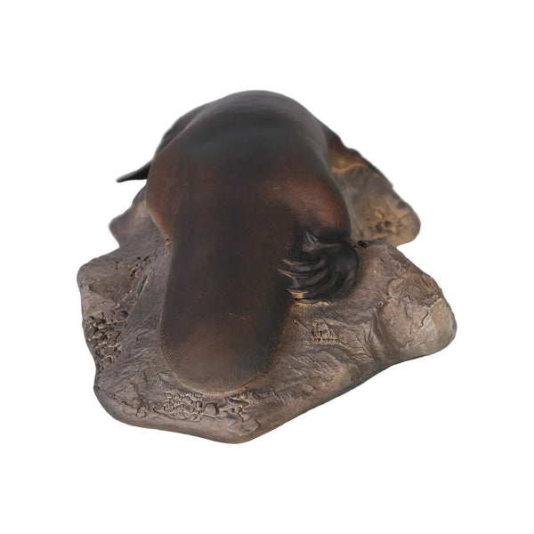 Small Platypus on Rock