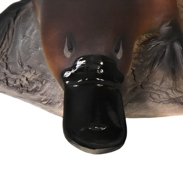 Small Platypus on Rock