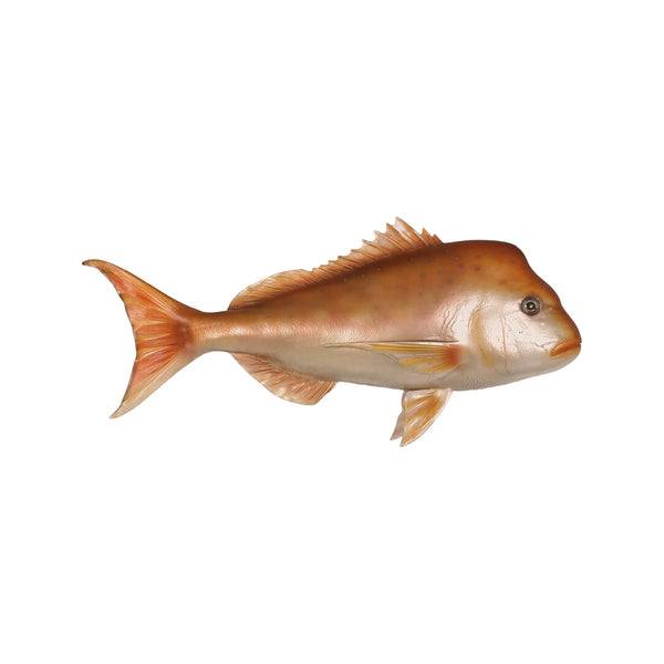 Snapper (not in Aus / USA/Canada)