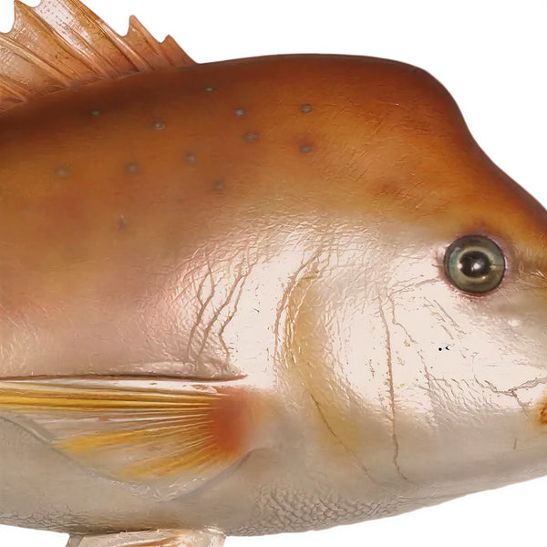 Snapper (not in Aus / USA/Canada)