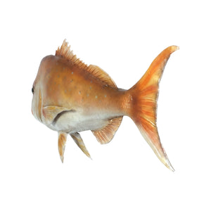 Snapper (not in Aus / USA/Canada)