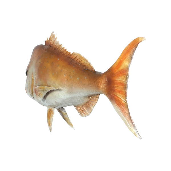 Snapper (not in Aus / USA/Canada)
