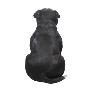 Staffordshire Bull Terrier